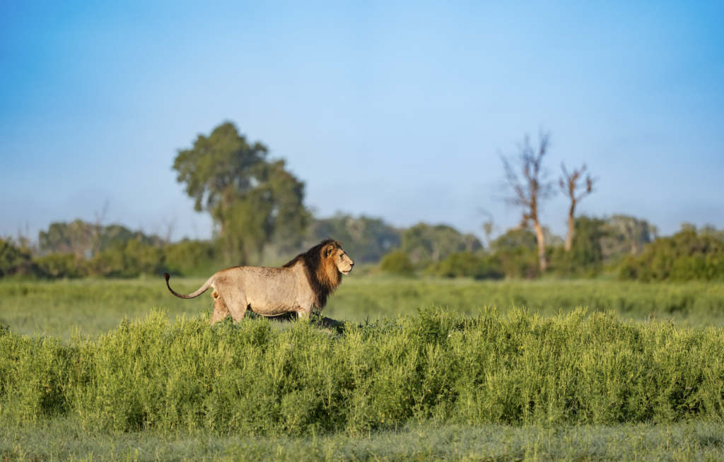The Best of Botswana - an itinerary by Ameliya safaris